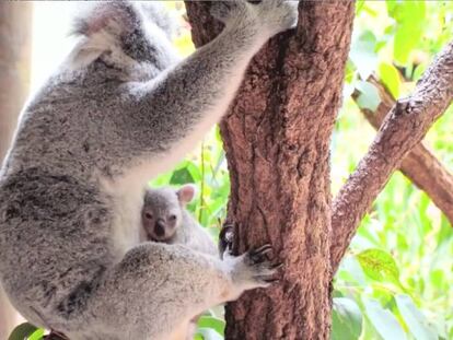 Este es el primer koala de la temporada del Zoo Australia