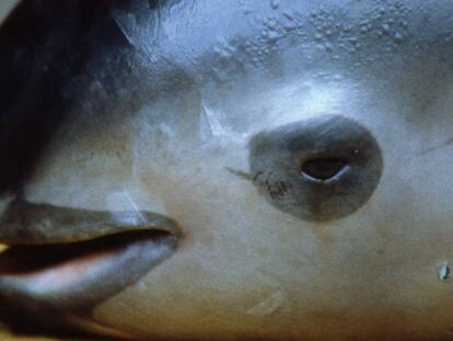 Una vaquita marina