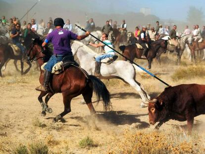 Un toro es alanceado en la fiesta taurina de Tordesillas.