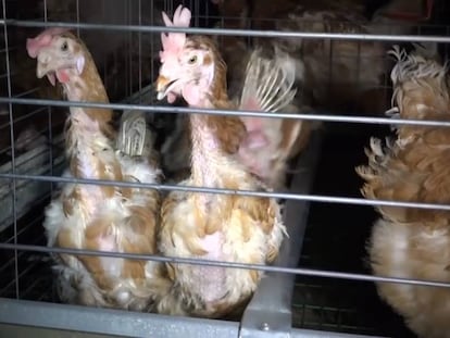 Un vídeo de una granja de gallinas reabre el debate del maltrato en Francia