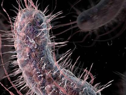 La bacteria 'E. Coli'.