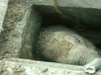 A criança de elefante atrapada no escoadouro.