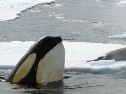 Hay grupos de orcas especializados en la caza de mamíferos marinos.