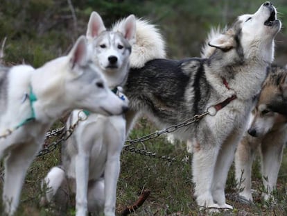 Um grupo de huskies siberianos.