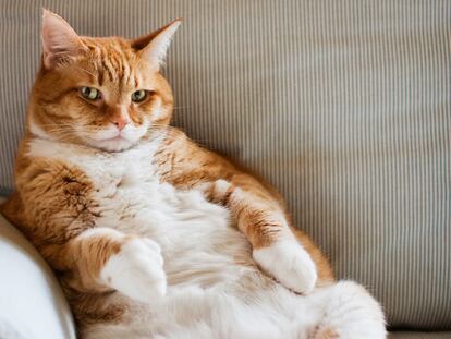 4 trucos que disparan la fuerza de voluntad del más flojo