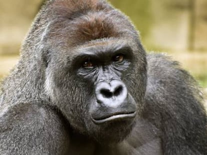 El gorila 'Harambe' en el zoo de Cincinnati.