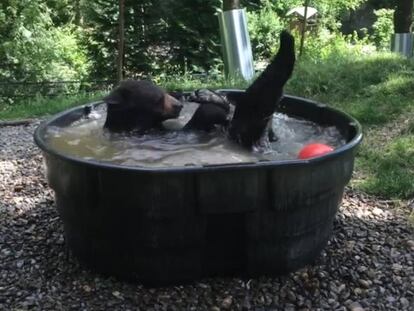 Así es el baño de un oso adulto en el Zoo de Oregón