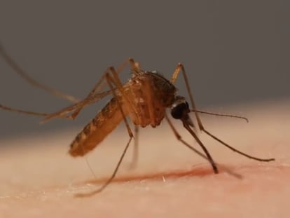 Como um mosquito te pica?