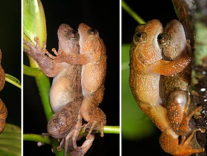 El ‘kamasutra’ de las ranas gana una nueva postura