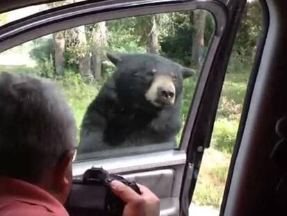 El animal recibió así a los visitantes en el parque Yellowstone