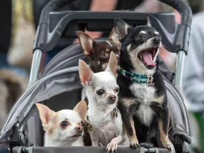 “Mamá, ¿podemos tener un perro?”