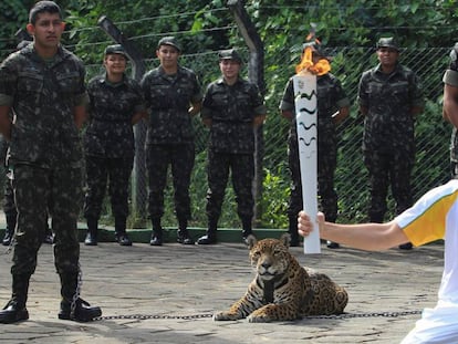 La jaguar Juma, durante el acto de paso de la antorcha olímpica por Manaos.