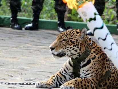 Após morte de onça Juma, ONG pede fim de exibição de animais silvestres