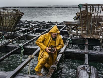 Una batea de mejillones en la ría de Arousa.