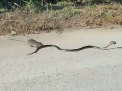 Una mamá rata pelea contra una serpiente para salvar a su cría