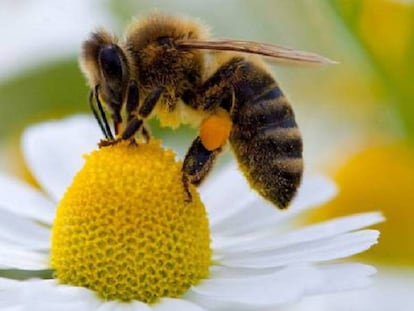 Una abeja recolectando polen.