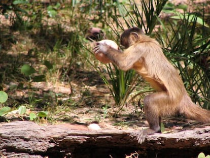 Un mono capuchino se dispone a quebrar la cáscara del anacardo con una roca.