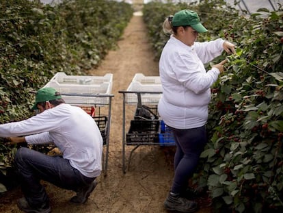 Dos trabajadores recogen moras en la finca onubense El Bosque, en el pueblo onubense Lucena del Puerto.