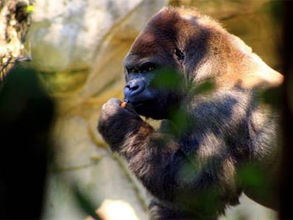 El gorila Bantú en el zoológico.