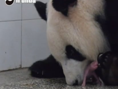 La osa panda Shuqin y su cría.