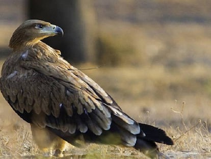 Ejemplar de águila imperial ibérica.