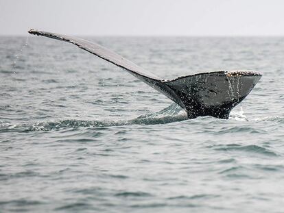 Un grupo de pescadores peruanos salva a una ballena