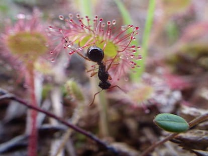 Una 'Drosera' atrapando a una hormiga.