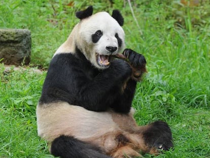 Pan Pan, el panda macho más longevo del mundo.
