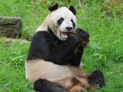 Pan Pan, el panda macho más longevo del mundo.