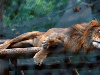 El hambre mata a decenas de animales del Zoo de Venezuela