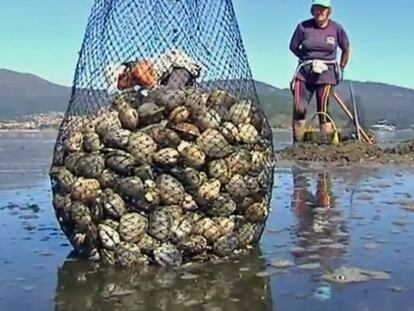 Bañistas... y mariscadores furtivos