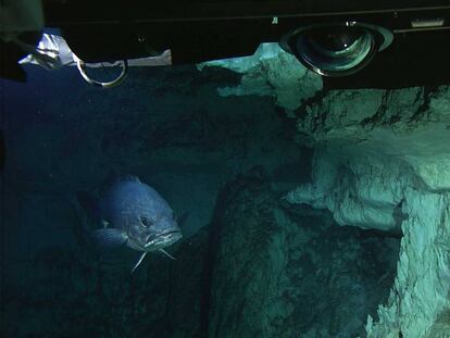 La Ciudad Perdida en alta mar quiere ser Patrimonio Mundial