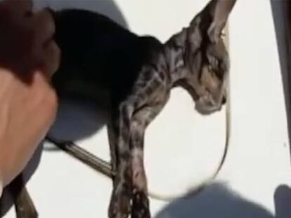 La Guardia Costera italiana salva a un gato.