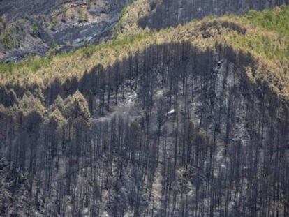 Vista aérea de la zona calcinada por el incendio en La Palma.