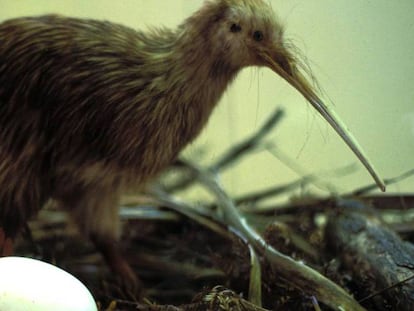 Un ave kiwi junto a un huevo.