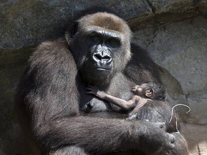 Nace un gorila a la vista del público en Bioparc Valencia.