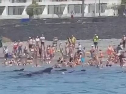 El grupo de cetáceos varado en una playa de Lanzarote.