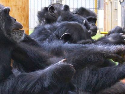 Una hembra de chimpancé en primer lugar tira de la bandeja junto a su pareja y otros espectadores en medio.