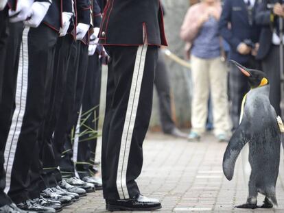El pingüino 'Sir Nils Olav' en el zoológico de Edimburgo delante de la Guardia noruega, este lunes.