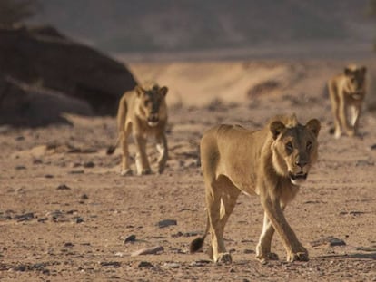 Los 'mosqueteros' en el desierto de Namibia. DESERT LION CONSERVATION PROJECT