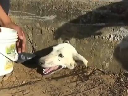 Rescatan a un perro atrapado en una alcantarilla en Perú