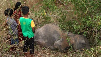 O corpo de um elefante no Sri Lanka.