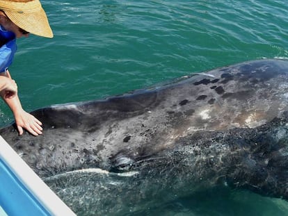 Las ballenas grises son tan amigables que se dejan acariciar.