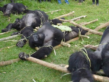 Gorilas cazados en la República Democrática del Congo.