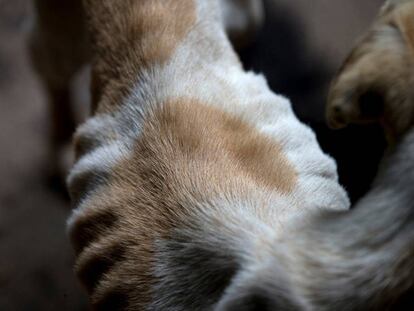 Un perro abandonado en Caracas, Venezuela.