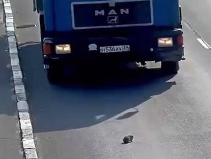 Un gatito en una autopista, segundos antes de que un camión lo esquivara.