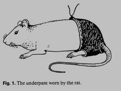 Dibujo de una rata vistiendo la prenda, en un detalle del estudio premiado.