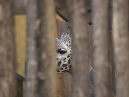 Uma girafa do zoológico de Barcelona.