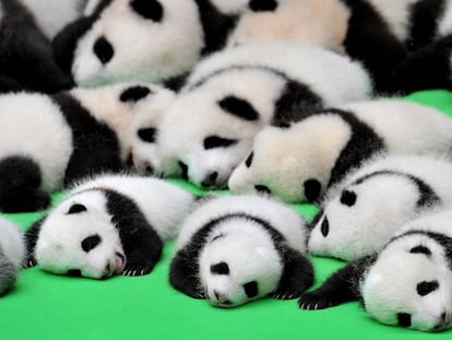 Los 23 cachorros de panda presentados en China.