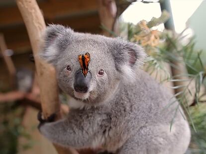 El koala y la mariposa, durante la sesión de fotos.